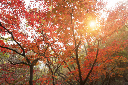 韩国公园冬天前秋天五颜六色的树木。