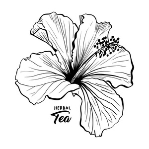 锦葵花瓣图片-锦葵花瓣素材-锦葵花瓣插画-摄图新视界