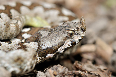 (毒蛇)有角毒蛇(毒蛇)蜘蛛尾角毒蛇 (pseudocerastes urarachnoides)