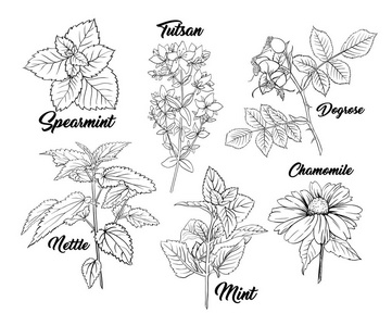 草药分支单色雕刻。 茶草素描。 手绘轮廓草图