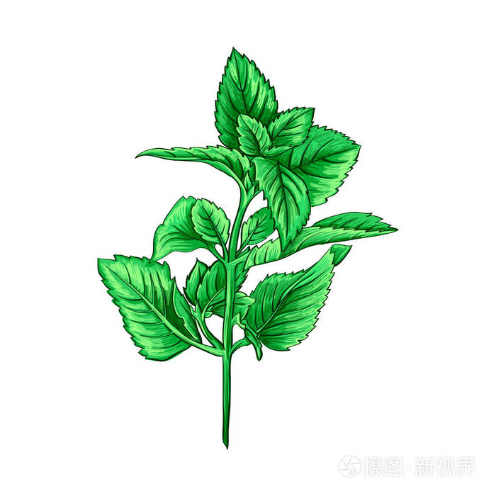 绿色植物素描画图片