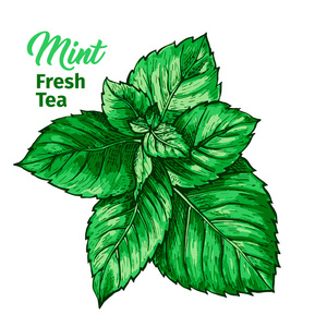 孤立的手绘标记绘画标签与薄荷. 薄荷植物学植物和手字书法铭文.