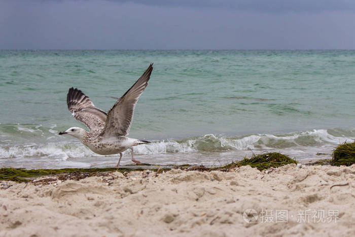 棕色跑海鸥在它的开始飞行对抗风暴在海上。 野生鸟类的概念。 飓风日沙滩上的海鸥。 飞行和自由的概念。 野生动物背景。 满载起飞。