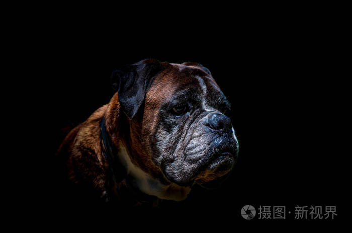 孤立的德国拳击狗头黑色背景