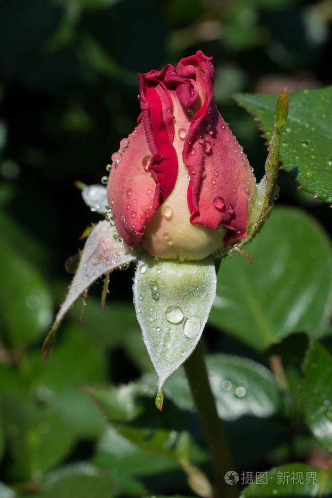 在花园的背景下绽放出美丽多彩的玫瑰花蕾