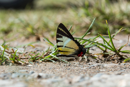 婆罗洲特写蝴蝶在婆罗洲花地蝴蝶上的美丽蝴蝶