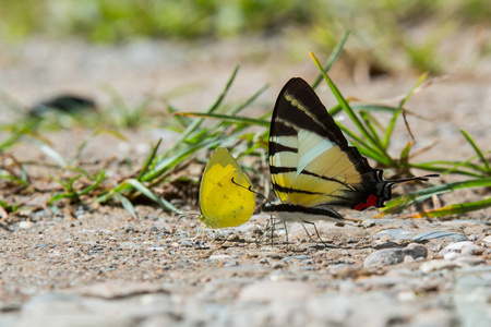 婆罗洲特写蝴蝶在婆罗洲花地蝴蝶上的美丽蝴蝶