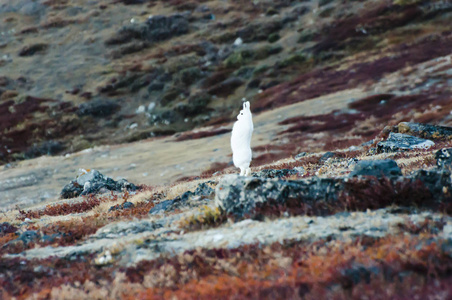 野生格陵兰的北极野兔图片