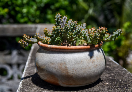 陶器花盆里的仙人掌不错，小花园