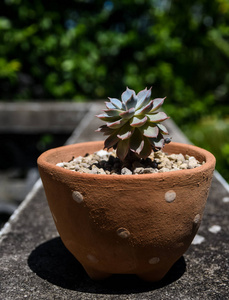 陶器花盆小花园图片