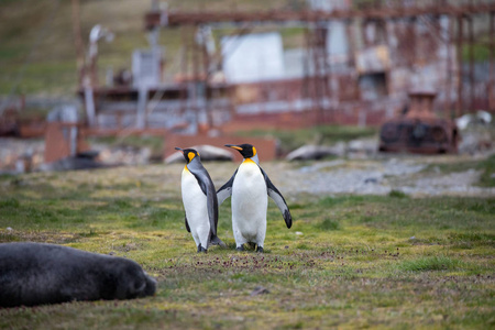 北极的一些企鹅在北极走来走去，寻找年轻的企鹅
