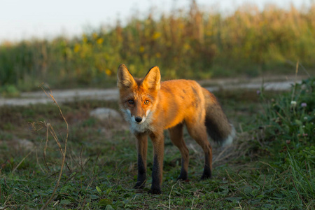 一只可爱的年轻的火红狐狸幼崽被傍晚的太阳在草地的背景下点燃。 他看着相机。 傍晚的灯光。 1. 玉米地。 景观景观