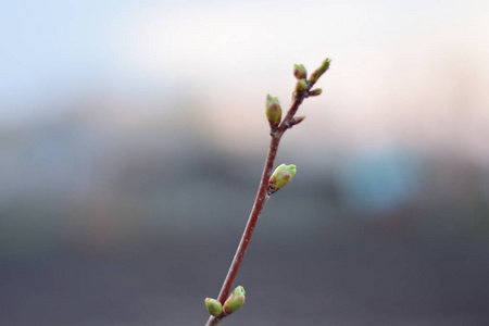 幼樱桃上的春芽