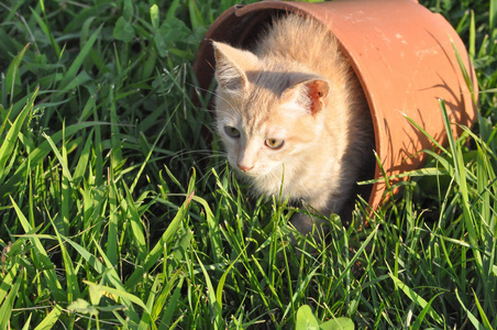 橙色的家养猫猫猫哺乳动物在草地上