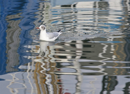 海鸥在水中在一个反映在水中的丹麦港口的海鸥照片