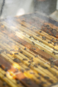 在蜂巢上工作的蜜蜂。 养蜂概念。 健康的食物。