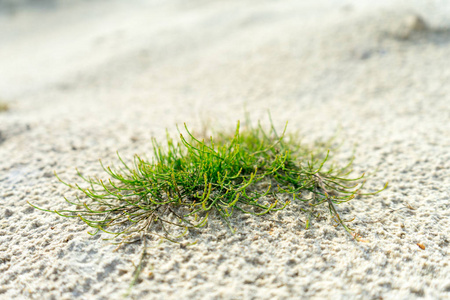 沙地表面沙地沙漠中的绿色植物. 背景照片