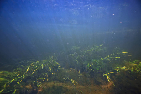 海洋中的藻类水下照片海洋绿藻水下景观生态系统