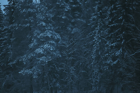 雪道沿冬季森林景观