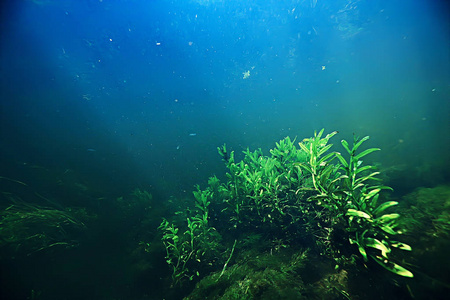 海洋中的藻类水下照片/海洋景观生态系统,水下绿藻海洋绿藻海藻, 植物