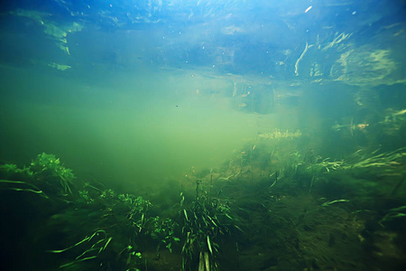 海洋中的藻类水下照片海洋绿藻水下景观生态系统