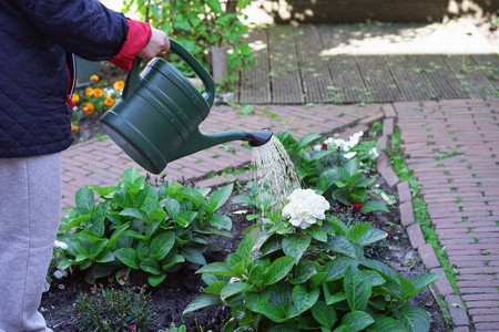 退休的女性关心植物. 高级妇女的手在她的花园里浇花.照片