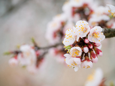 春天杏树的花，突然落了最后一场雪