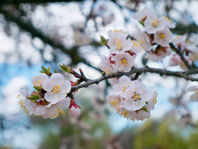 花园里盛开的野杏。 春天开花的树。 杏花授粉。