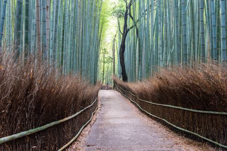 日本田山竹林