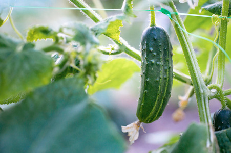 黄瓜在温室收获。 黄瓜果实生长并准备收割。 各种黄瓜攀援蔬菜，适合在温室生长。