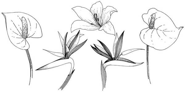 热带花卉的矢量风格。 孤立的插图元素。 矢量花为背景纹理包装图案框架或边框。