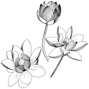 莲花以矢量风格孤立。 孤立的插图元素。 植物的全名莲花。 矢量花为背景纹理包装图案框架或边框。
