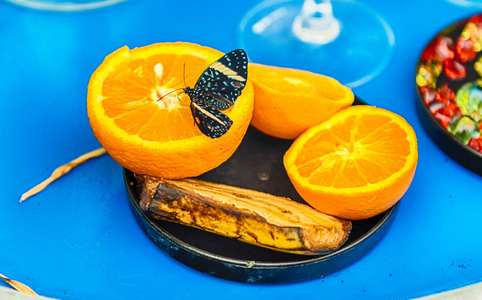 哈马德里亚斯又名饼干蝴蝶是一种热带蝴蝶。 在这里展示吃橘子的时候