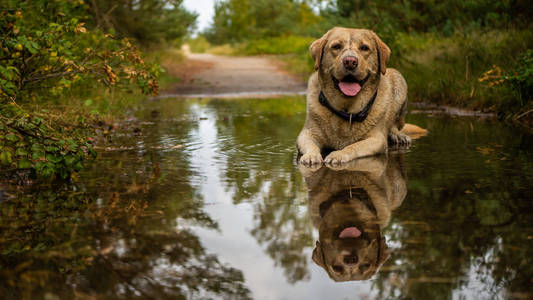 白色和肮脏的拉布拉多猎犬在水坑里休息。