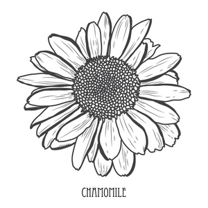 洋甘菊的装饰图片