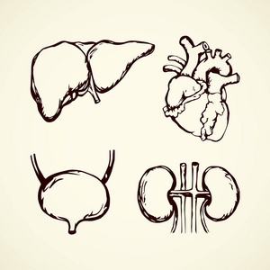 健康内脏系统部分在白纸背景上分离。 写意轮廓黑色墨水手绘图片标志草图在涂鸦雕刻复古图形风格。 横截面管符号
