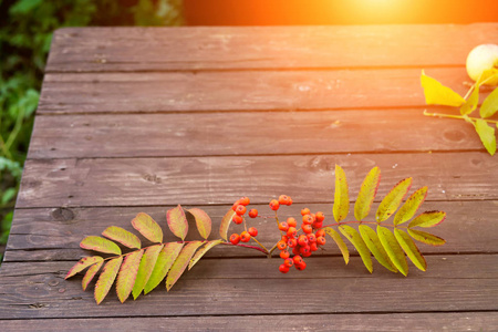 在阳光下，花园里的木桌上放着红色水果和绿叶的罗文枝