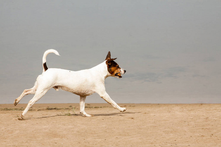 狗牧师罗素猎犬。