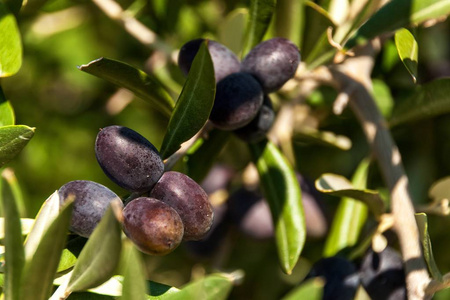 橄榄种植. 食用油的生产. 地中海的农业照片