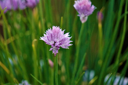 韭菜粉红色花