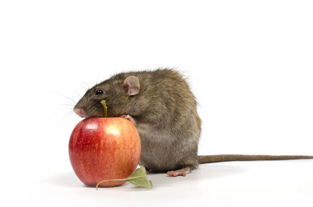 白色背景上的老鼠和红苹果。
