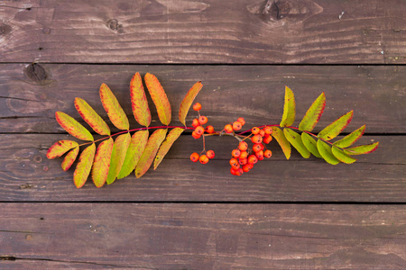 秋叶的平躺视图，上面有红色的浆果。 秋收概念