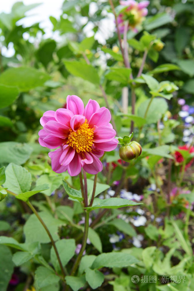 有粉红色花瓣的大丽花在花圃的花丛和叶子中生长
