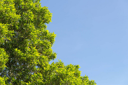蓝天上的灌木绿叶和树梢，用于设计和装饰