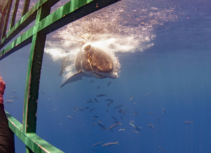 伊斯拉瓜达卢佩的大白鲨
