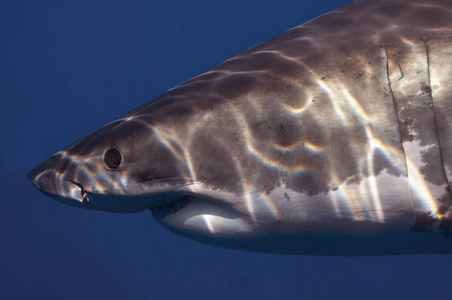 伊斯拉瓜达卢佩的大白鲨