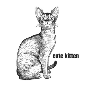 素描. 矢量插图艺术. 写实的动物肖像风格复古雕刻. 猫的黑白手绘.