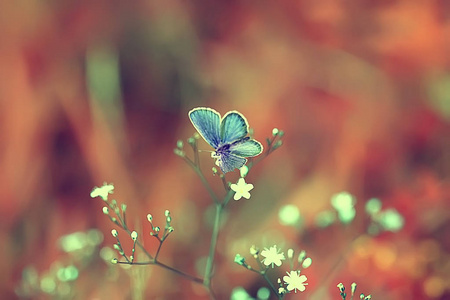 春天的蝴蝶在花的背景上，复古的色调背景，夏天的蝴蝶自然，美丽的。