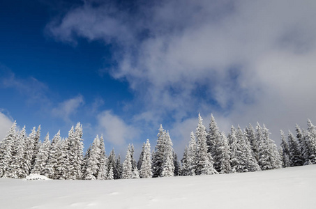 冬季山林背景。 雪中的冷杉树与云彩对抗