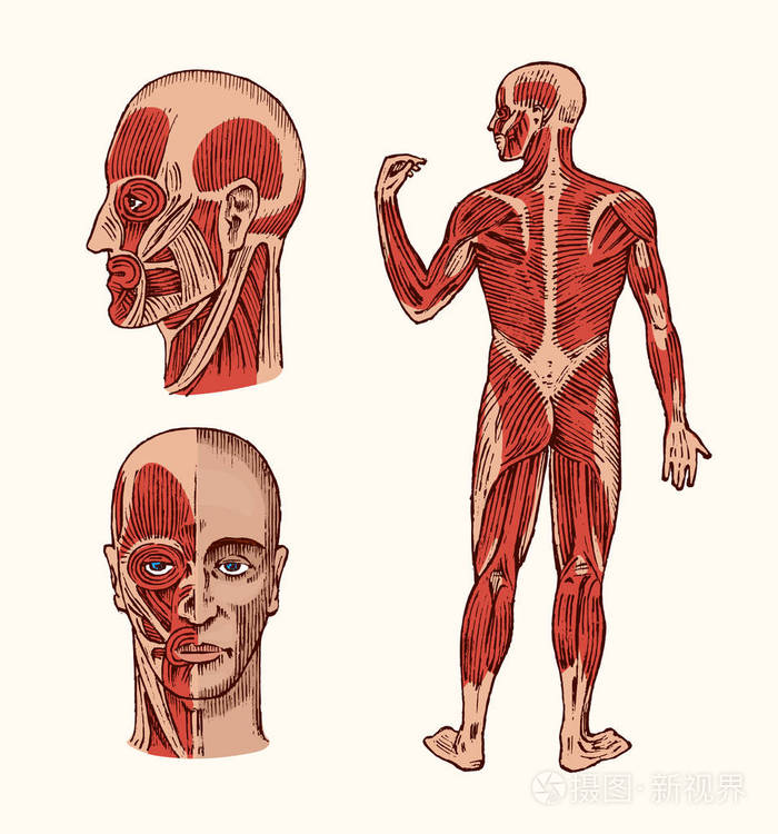 人体解剖.肌肉和骨骼系统的头部.医学和生物学的媒介例证.